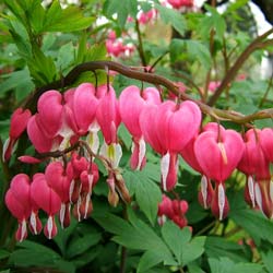 Bleeding heart